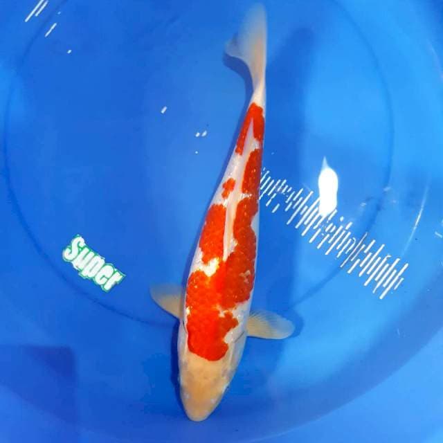 Kohaku gindrine 41 cm fm