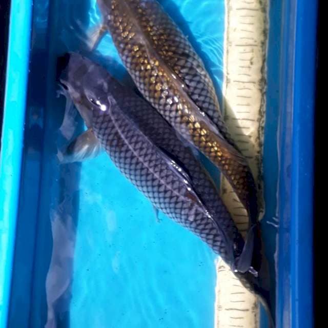2 Uciba jumbo ginrin 48 50cm 