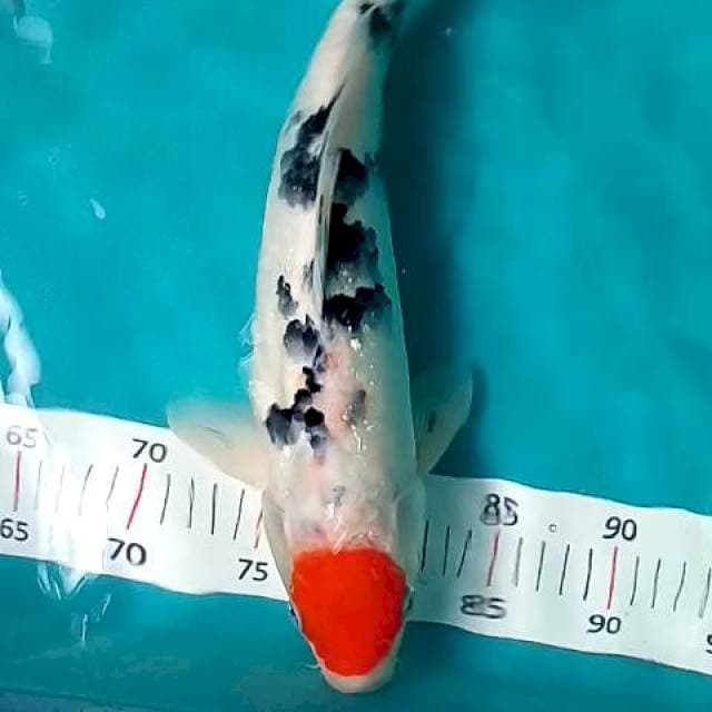 Tanco sanke cantik 37cm