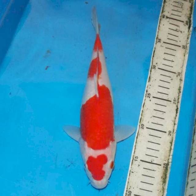 30cm KOHAKU four step