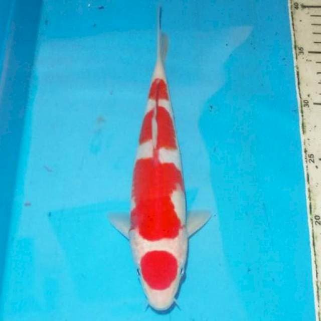 25cm KOHAKU mak nyusss