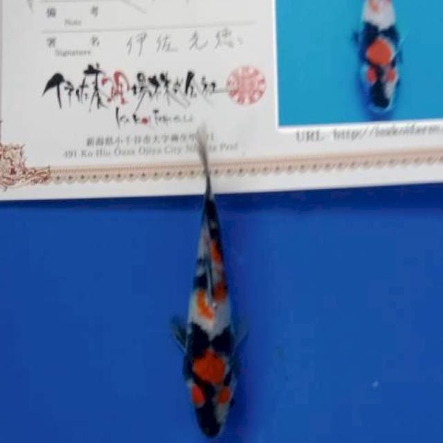 Showa isa tosai