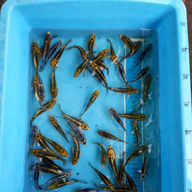 Baby kiko 50 ekor