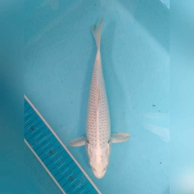 Platinum 27 cm