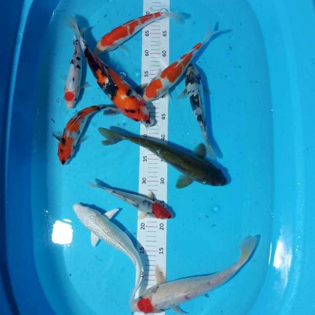 Mix 20-30cm