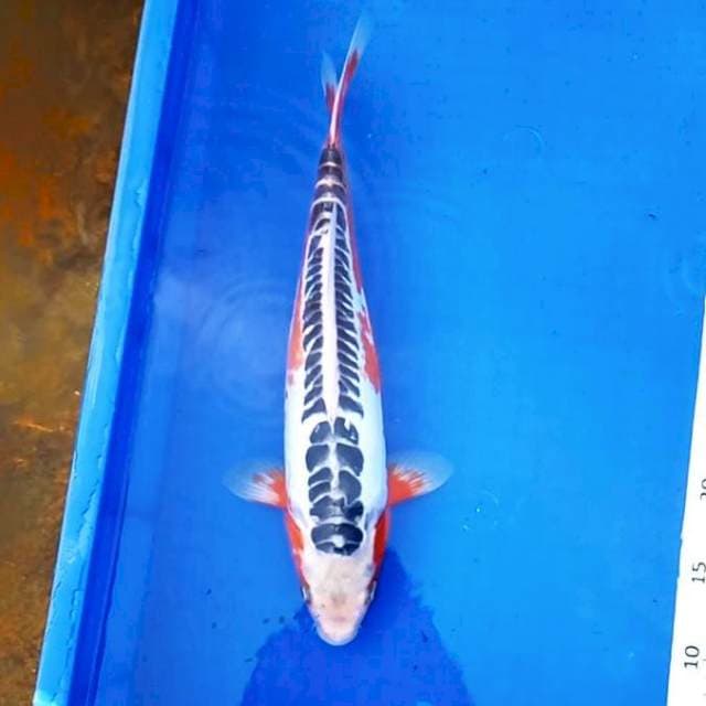 1. Hana Shusui SQ || 36 cm