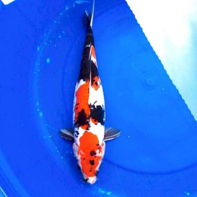 3. Showa Doitsu || 40 cm
