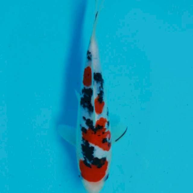 Sanke sq 22cm male