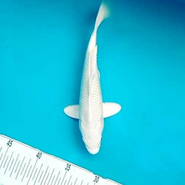 4. Platinum || 25 cm