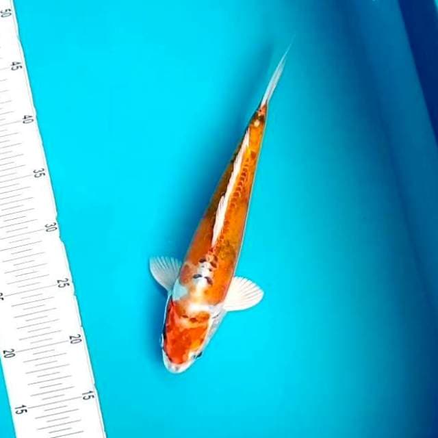 5. Kiko || 30 cm