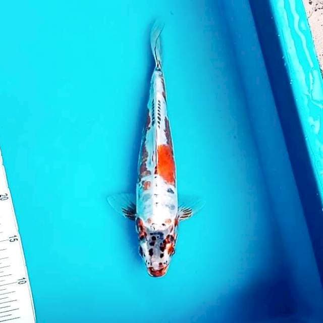 7. Kiko || 32 cm