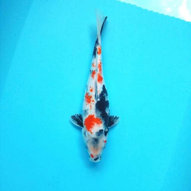 8. Showa || 32 cm