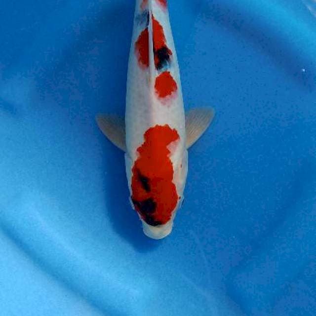 Tategoi showa male