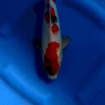 Tategoi showa male