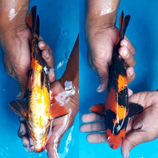 Hi utsuri 25cm