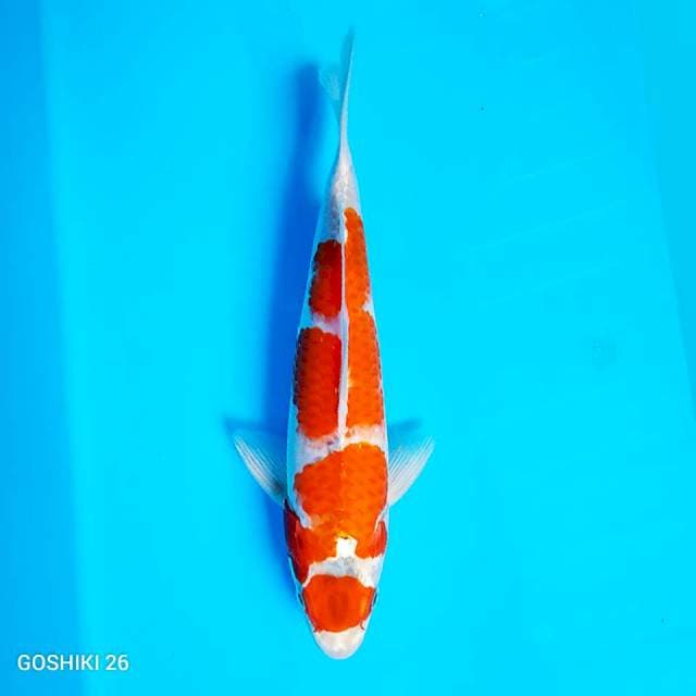 Maruten Goshiki