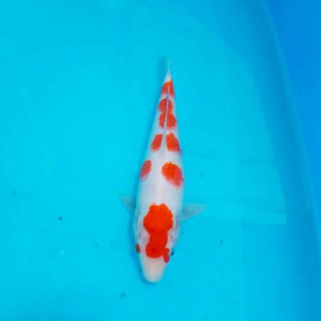Kohaku 25 cm