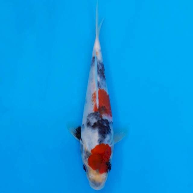 Showa 18cm