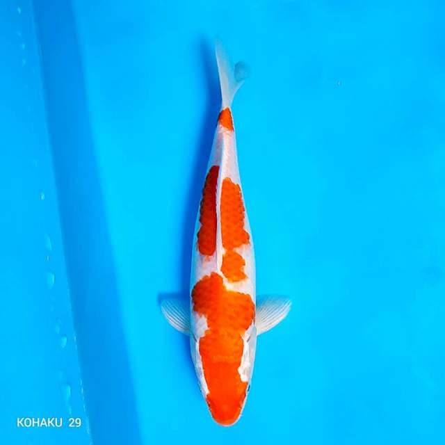 Kohaku Mekaburi