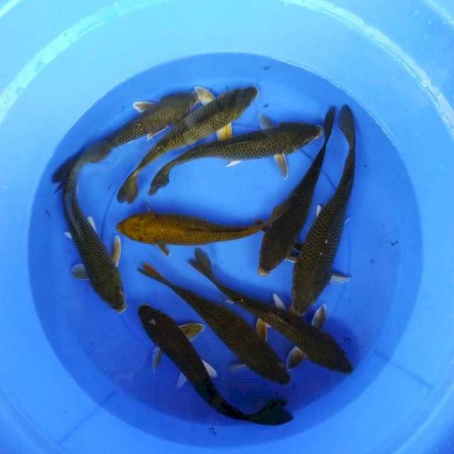 10 ekor chagoi midori