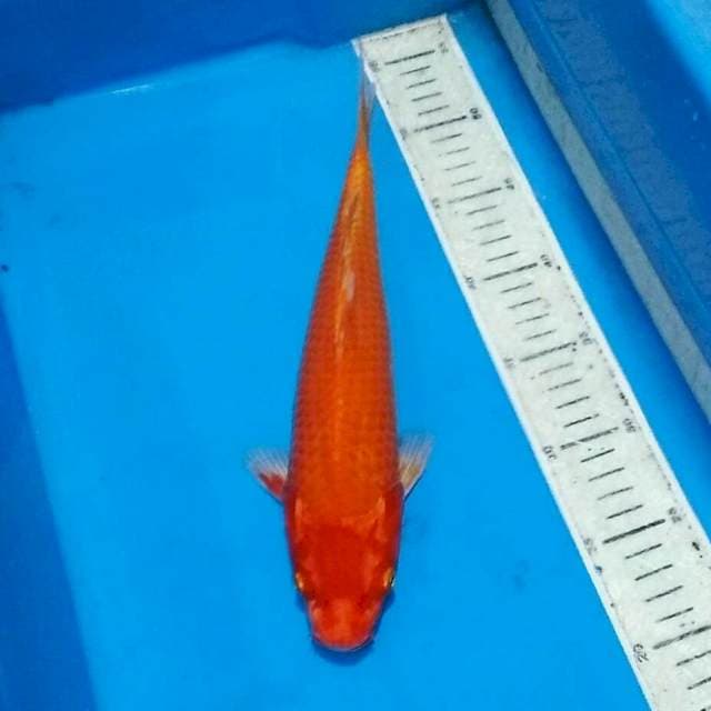 Orenji
