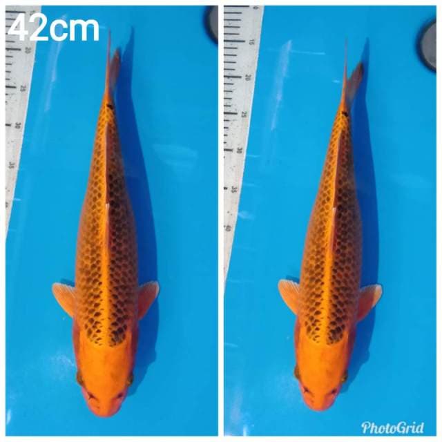 Kin matshuba bersih net rapi