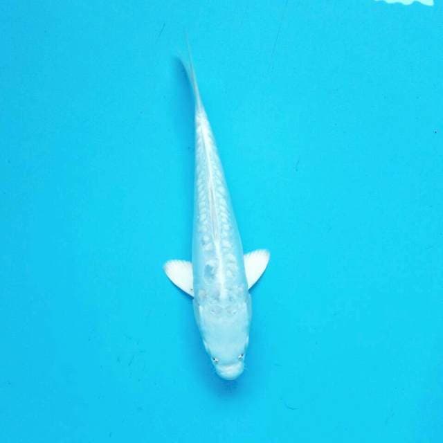 Platinum Doitsu || 29 cm