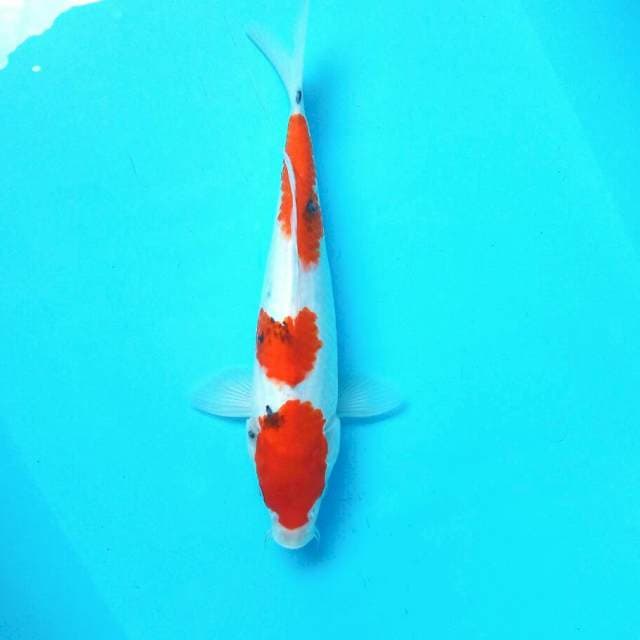 Sanke 3 Step || 32 cm