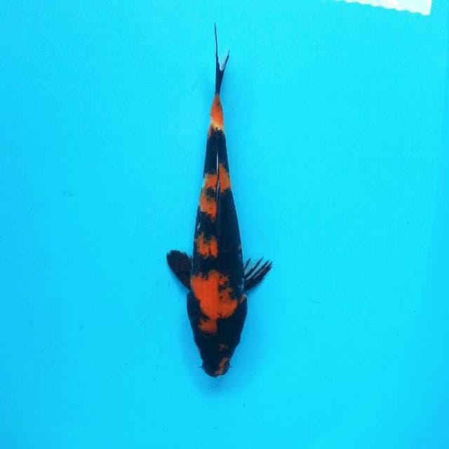 Hi Showa || 29 cm