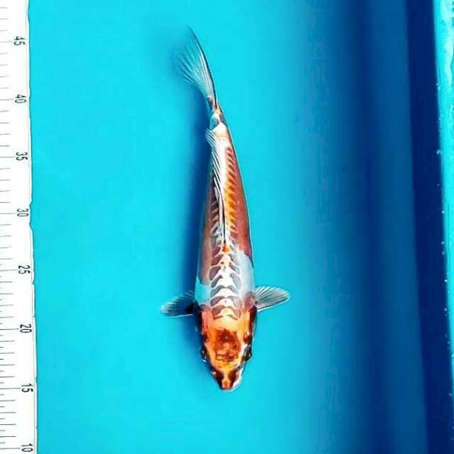 Kiko || 30 cm