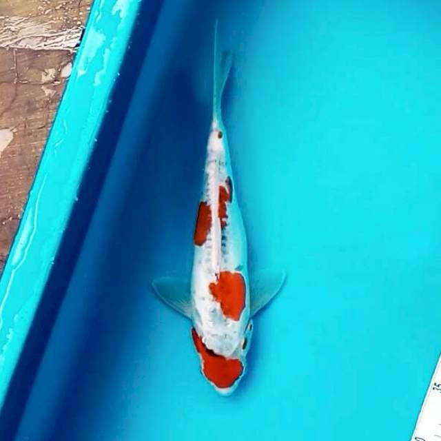Kiko || 30 cm