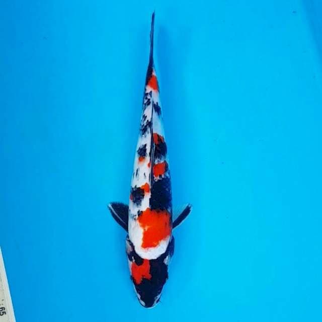 showa 30cm