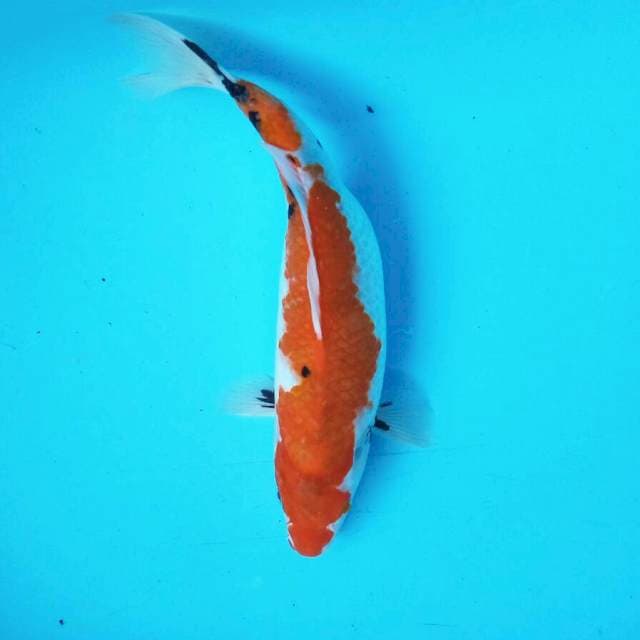 Sanke || 30 cm