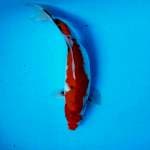 Sanke || 30 cm