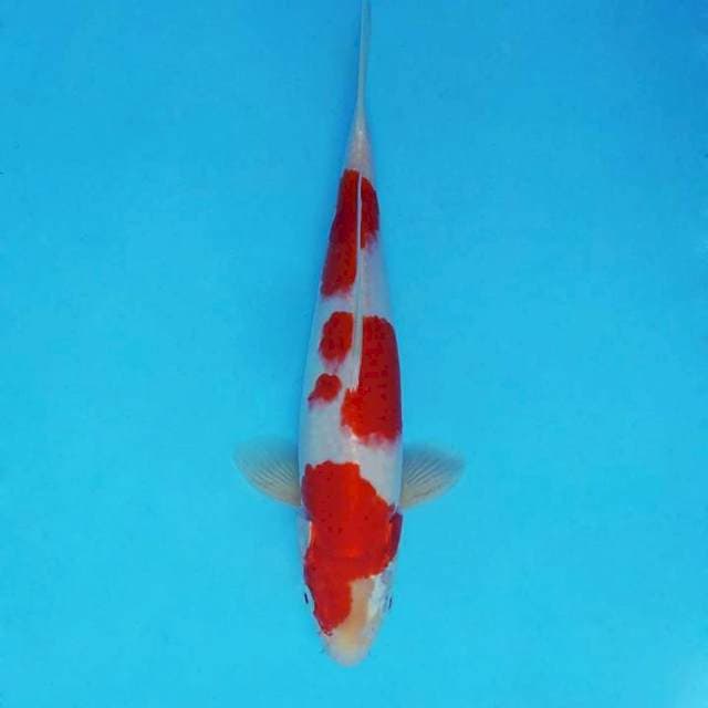 AKAGI 10 - KOHAKU 3 STEPS ®
