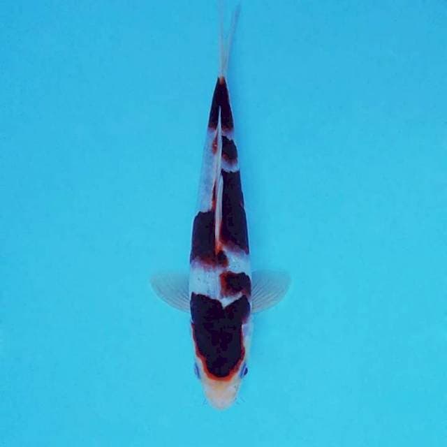 AKAGI 11 - GOROMO ®