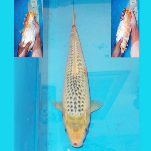 F1 MIZO ASAGI