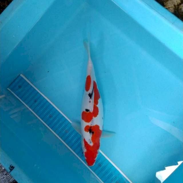 Sanke doits 28 cm
