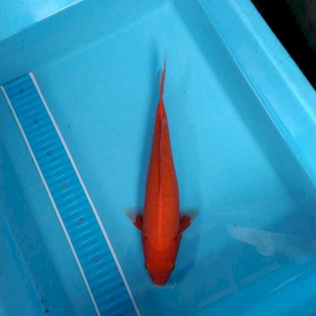 Benigoi 28 cm