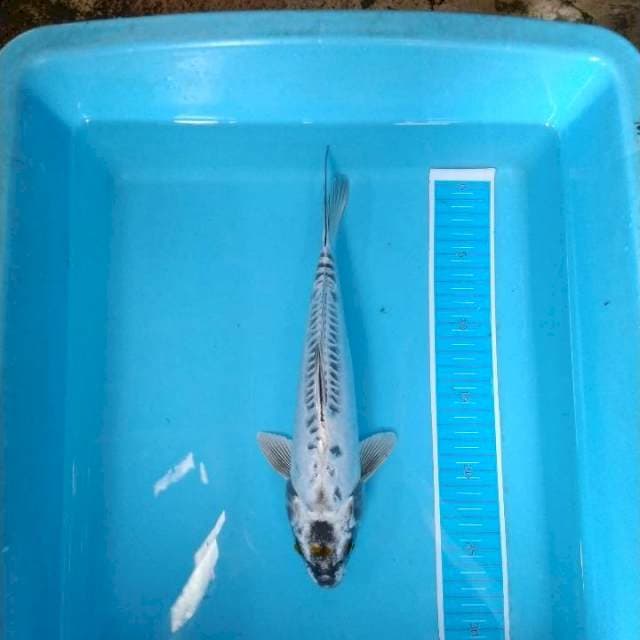 Kawarimono 28 cm