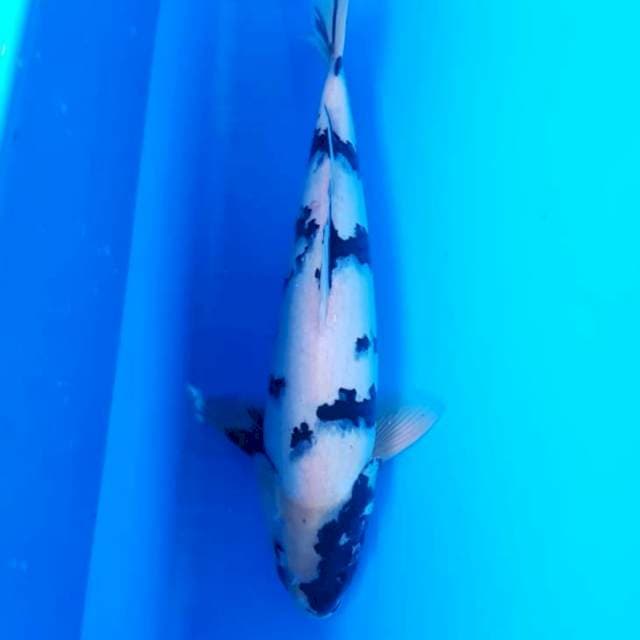 Shiro Utsuri 38cm