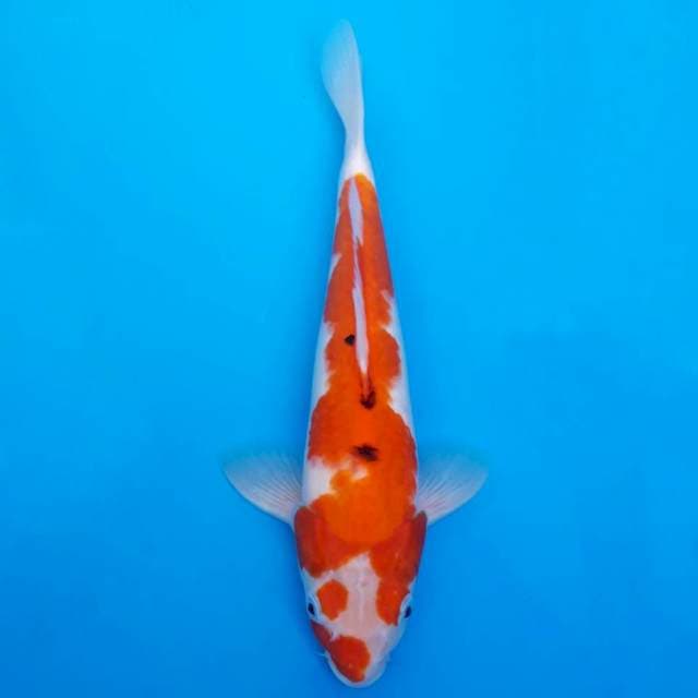 Sanke 31cm