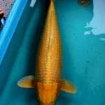 Ogon Bigsize