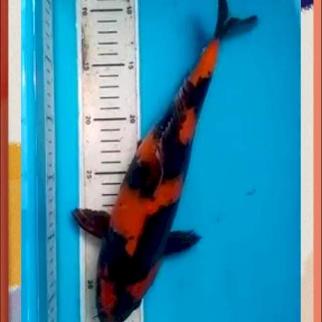Utsuri 31 cm