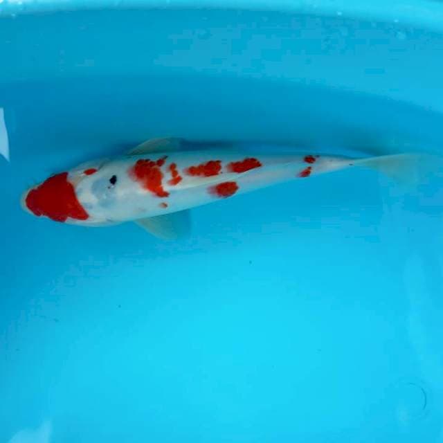 TAJEM MARUTEN