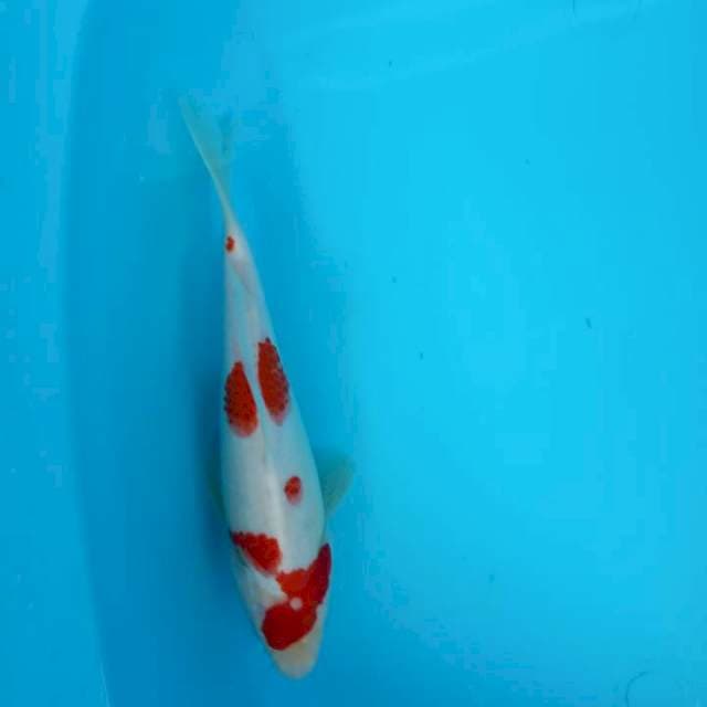 KOHAKU