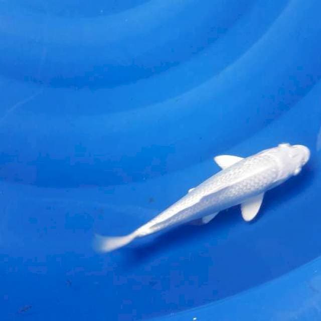 25 cm ginrin