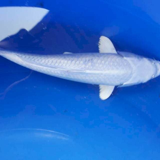 32cm platinum