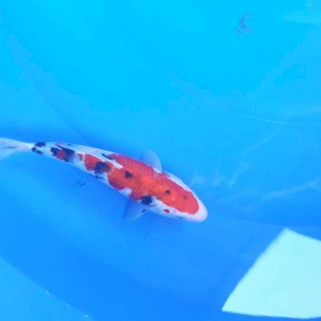 24 cm sanke