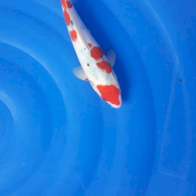 28 cm san